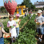 Erdbeeren - Saisonstart 2011