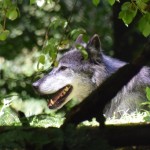 Fritz vom Edersee, der Wolf wolft