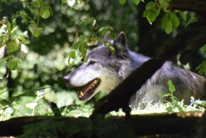 Gemeinsame Verbändeerklärung "Weidetiere konsequent vor dem Wolf schützen"