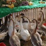 Bilder Bauernmarkt Darmstadt