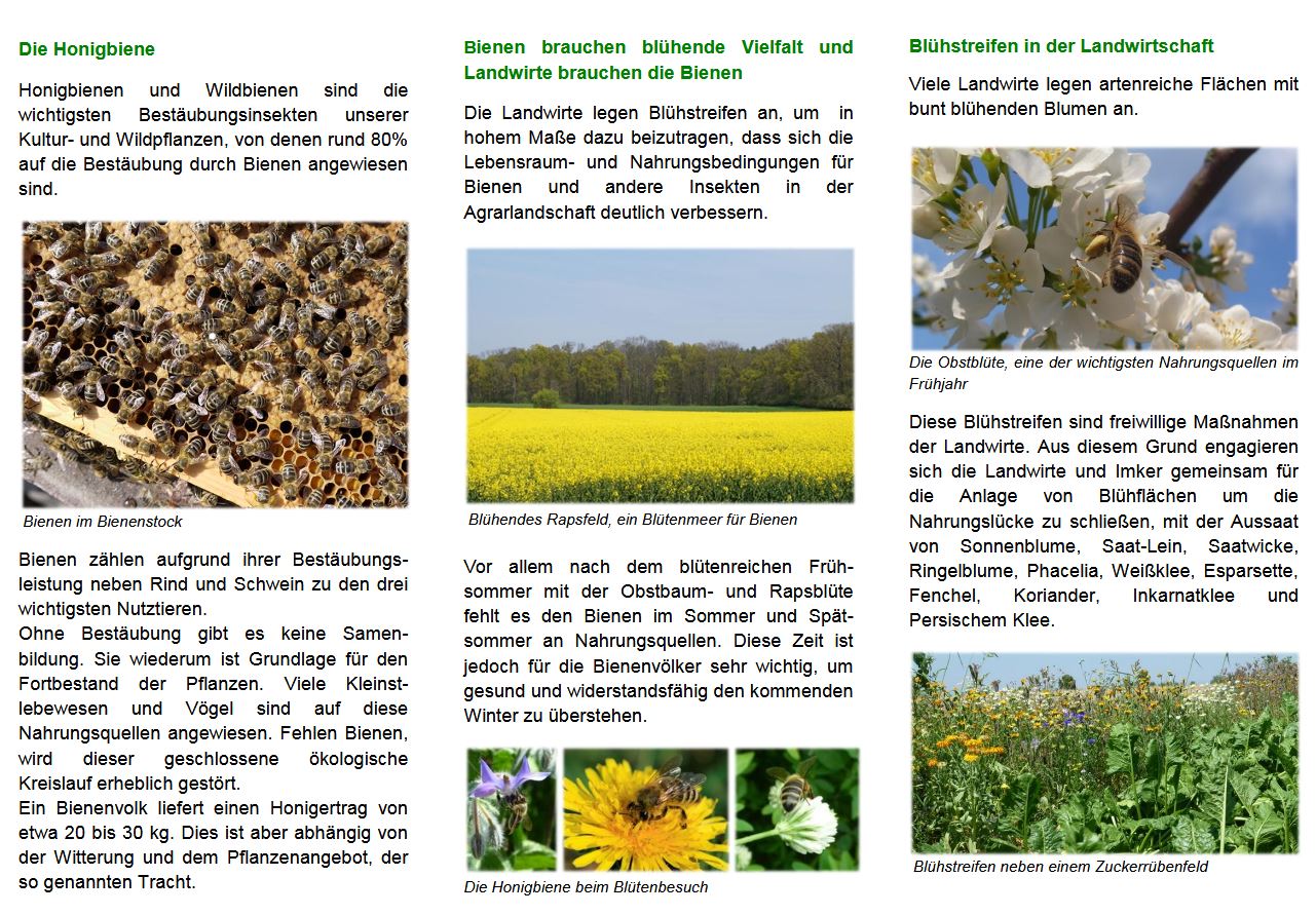 Aktion "Bienenfreundliches Hessen!