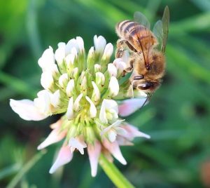 Starkenburg blüht für Bienen & Co.