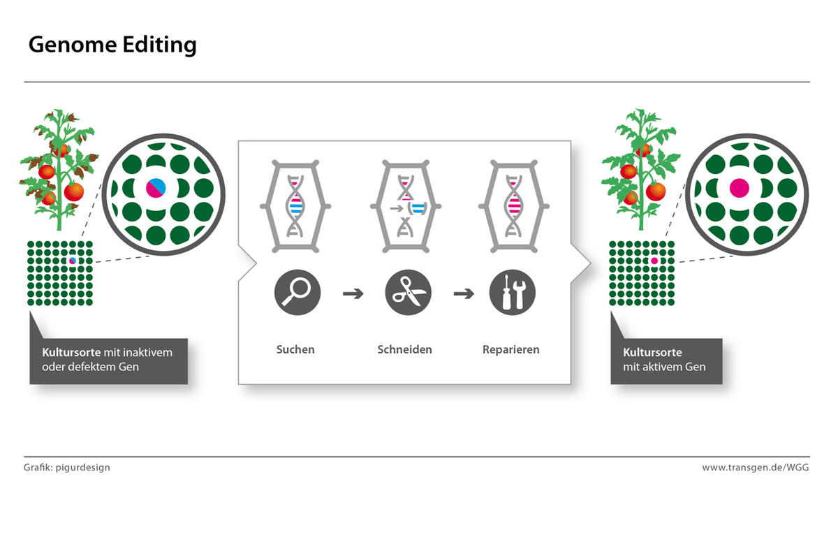 CRISPR-CAS, was ist das?