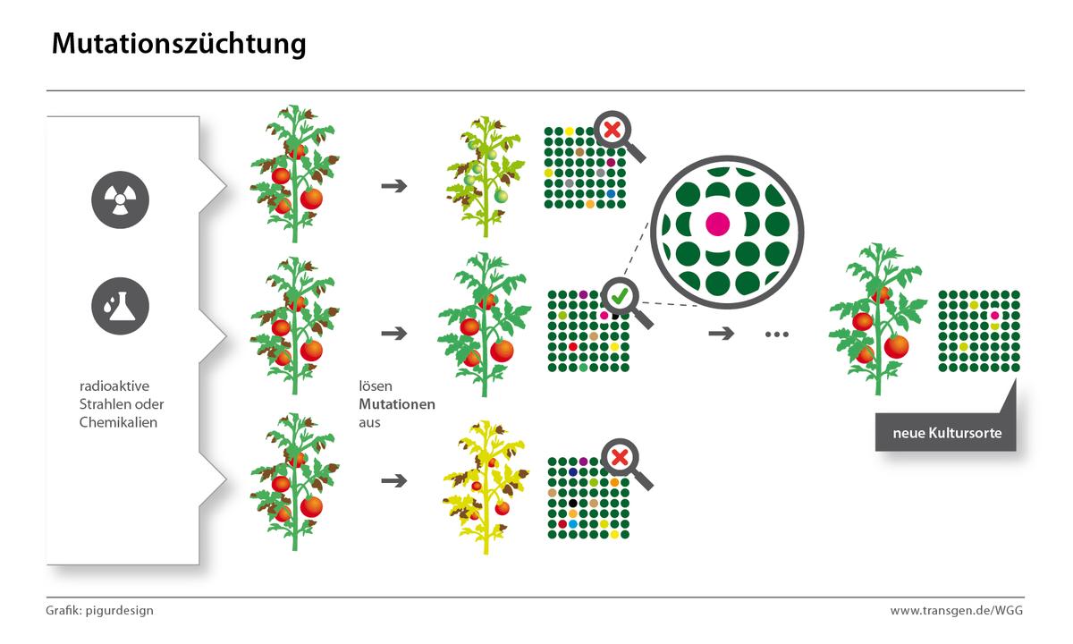 CRISPR-CAS, was ist das?