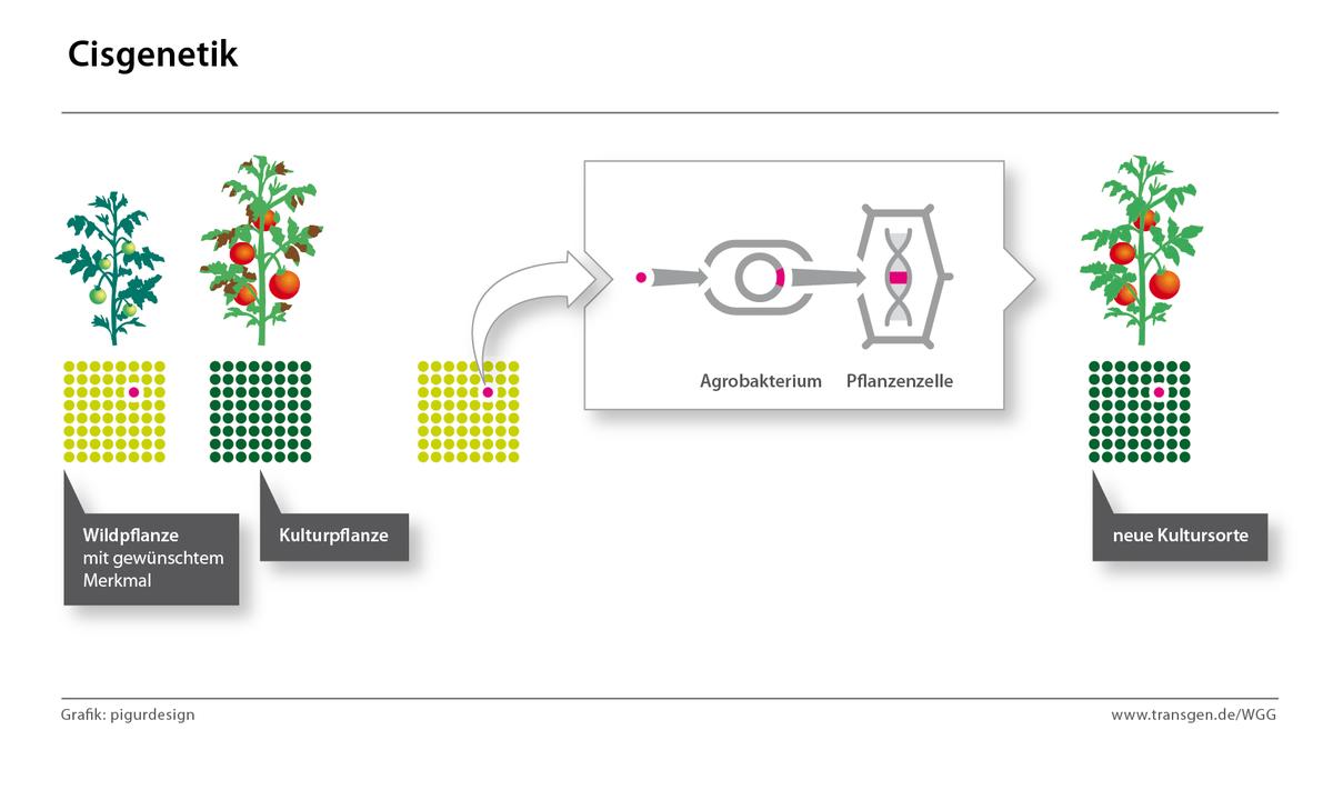 CRISPR-CAS, was ist das?