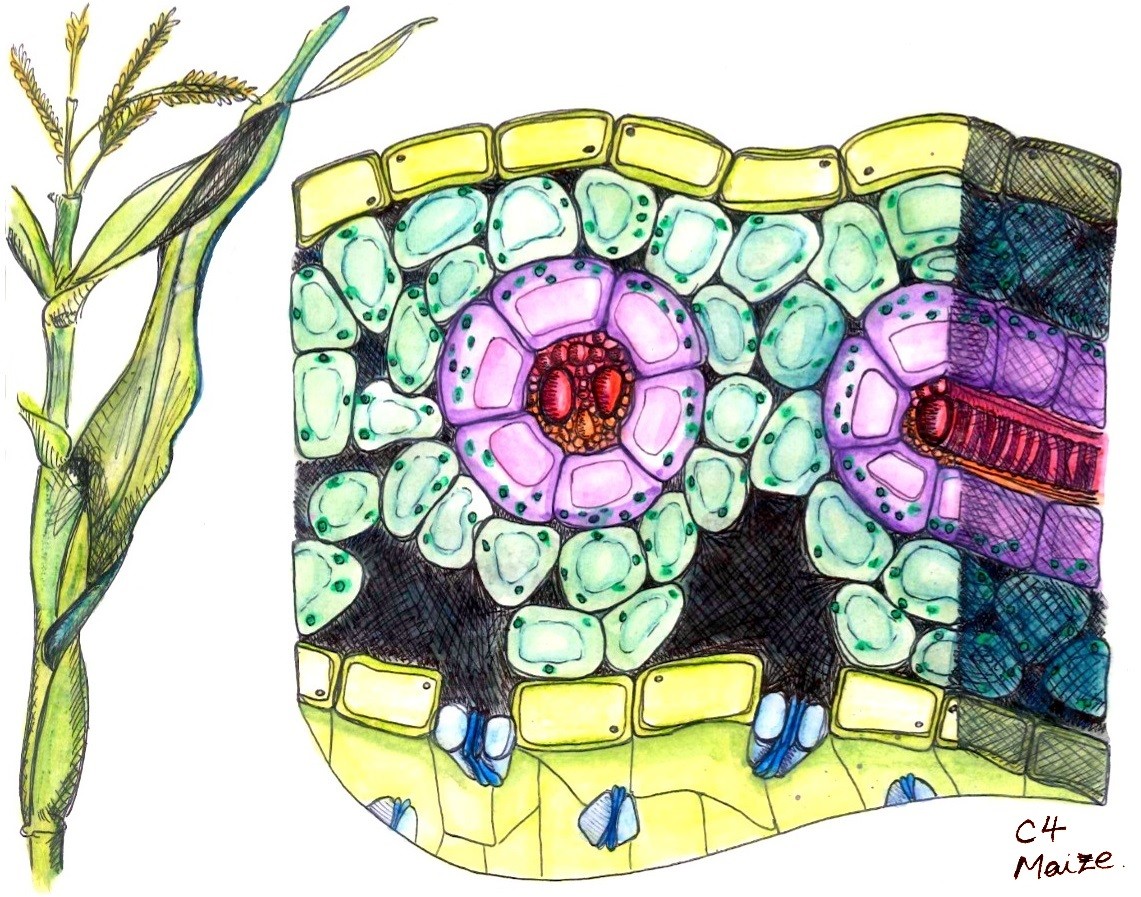 RuBisCo - das für die Fixierung des CO2 verantwortliche Enzym bei der Photosynthese