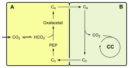 RuBisCo - das für die Fixierung des CO2 verantwortliche Enzym bei der Photosynthese