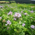 Landwirte bringen Starkenburg zum Blühen