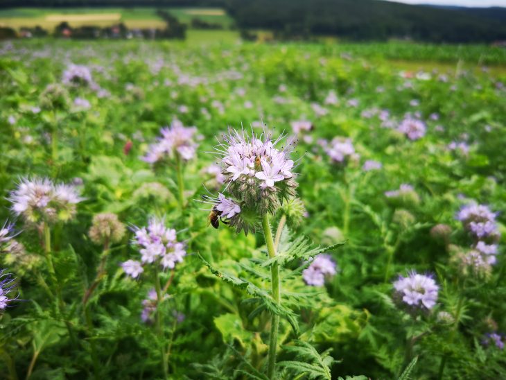 Landwirte bringen Starkenburg zum Blühen